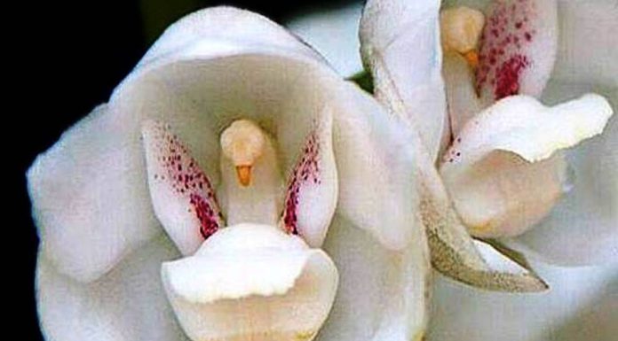ಅಪರೂಪದ ಪಾರಿವಾಳ ಆರ್ಕಿಡ್ ಹೂವು