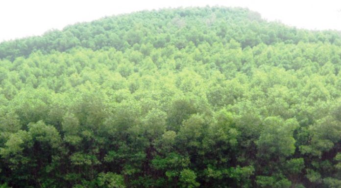 ಏಕಜಾತಿಯ ನೆಡುತೋಪು ಪರಿಸರಕ್ಕೆ ಅಪಾಯಕಾರಿ