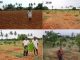 ತೋಟ ಮಾಡುವ ಹಾದಿಯಲ್ಲಿ ಕಹಿ ನಂತರ ಸಂತೃಪ್ತಿ