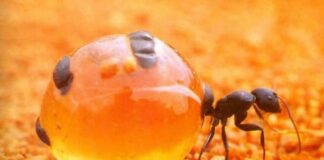 ಬೆರಗು ಮೂಡಿಸುವ ಇರುವೆ ಕೌತುಕ ಲೋಕ !
