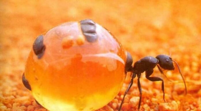 ಬೆರಗು ಮೂಡಿಸುವ ಇರುವೆ ಕೌತುಕ ಲೋಕ !