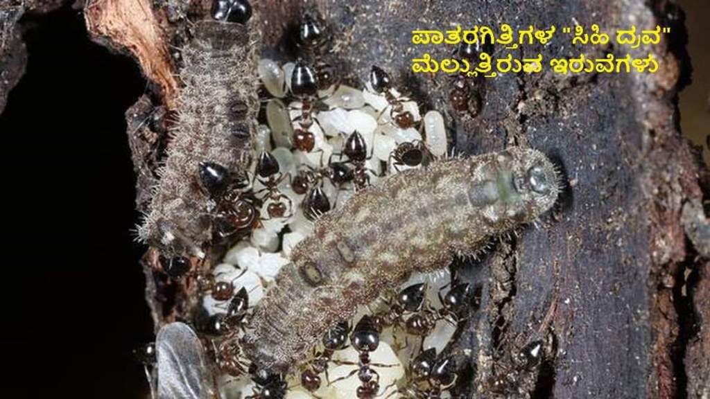 ಬೆರಗು ಮೂಡಿಸುವ ಇರುವೆ ಕೌತುಕ ಲೋಕ ! - Agriculture India