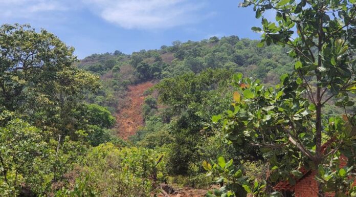 ಅರಣ್ಯದಲ್ಲಿ ಹವಾಮಾನ ಬಿಕ್ಕಟ್ಟು