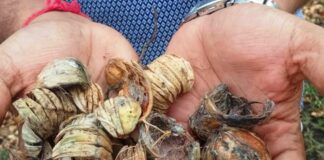 ಅಡಿಕೆ ಸಿಪ್ಪೆ ಅಮೂಲ್ಯ ಅಗಾಧ ಶಕ್ತಿ ಗೊತ್ತೆ ?