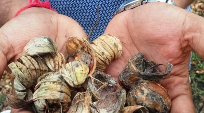 ಅಡಿಕೆ ಸಿಪ್ಪೆ ಅಮೂಲ್ಯ ಅಗಾಧ ಶಕ್ತಿ ಗೊತ್ತೆ ?