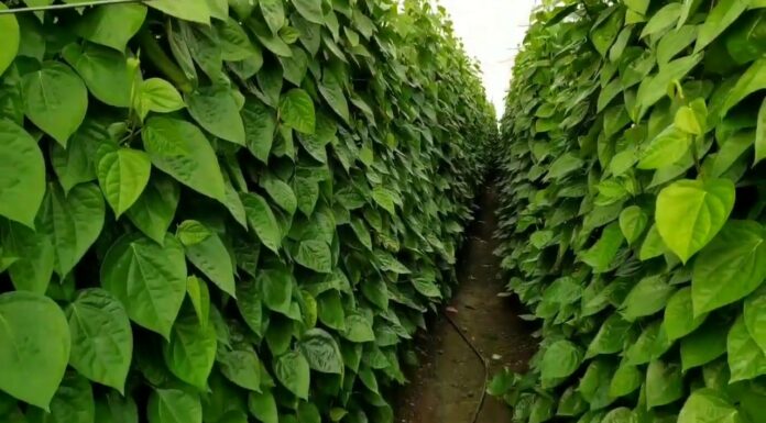 ಹವಾಮಾನ ವೈಪರೀತ್ಯ; ನಲುಗುತ್ತಿರುವ ವೀಳ್ಯದೆಲೆ ಕೃಷಿ