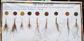 ಅಕ್ಕಡಿ ಸಾಲು ಬೆಳೆಗಳ ಕೊಡುಗೆ
