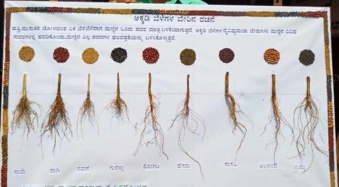 ಅಕ್ಕಡಿ ಸಾಲು ಬೆಳೆಗಳ ಕೊಡುಗೆ