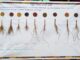 ಅಕ್ಕಡಿ ಸಾಲು ಬೆಳೆಗಳ ಕೊಡುಗೆ