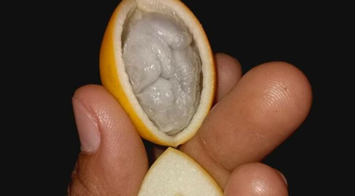 ಈ ಹಣ್ಣಿನ ಜ್ಯೂಸ್ ಕುಡಿದು ಪ್ರಾಣ ಕಳೆದುಕೊಳ್ಳಬೇಡಿ