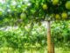 ಪ್ಯಾಶನ್ ಫ್ರೂಟ್ ; ಮನೆ ಅಂಗಳದಲ್ಲಿ ಇರಲೇಬೇಕಾದ ಹಣ್ಣಿನ ಬಳ್ಳಿ