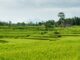 ಭತ್ತ ; ಬೆಂಕಿರೋಗ ಕಾರಣಗಳು, ನಿರ್ವಹಣೆ