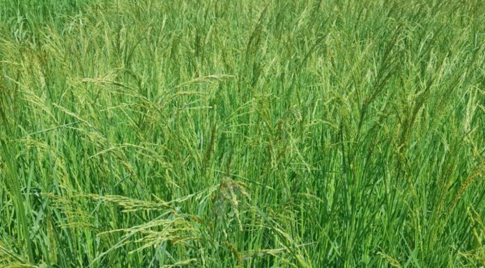 ಸಿರಿಧಾನ್ಯ ಬೆಳೆದರಷ್ಟೇ ಸಾಲದು; ಮೌಲ್ಯವರ್ಧನೆ ಅಗತ್ಯ