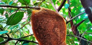 ಇಂದು ಪತ್ತನಾಜೆ ; ಜೇನ್ನೊಣಗಳು ಜೇನನ್ನೆಲ್ಲ ಹೀರಿ ಹಾರುವ ಸಮಯ