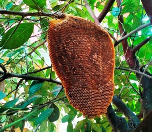 ಇಂದು ಪತ್ತನಾಜೆ ; ಜೇನ್ನೊಣಗಳು ಜೇನನ್ನೆಲ್ಲ ಹೀರಿ ಹಾರುವ ಸಮಯ