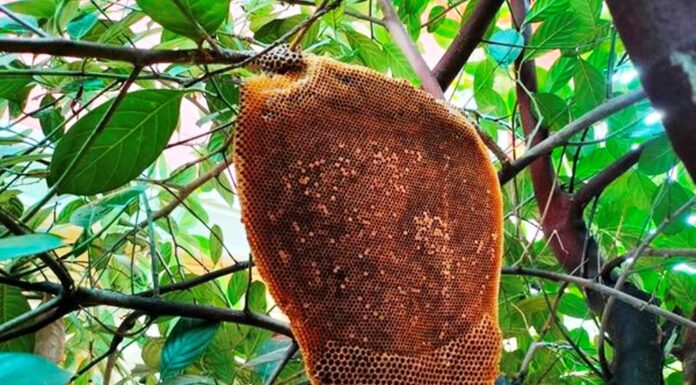 ಇಂದು ಪತ್ತನಾಜೆ ; ಜೇನ್ನೊಣಗಳು ಜೇನನ್ನೆಲ್ಲ ಹೀರಿ ಹಾರುವ ಸಮಯ