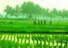 ಕೃಷಿ ಭೂಮಿಯಲ್ಲಿ ಇಂಗಾಲದ ಸಂಗ್ರಹಣೆ, ರೈತರಿಗೆ ಸಿಗಬೇಕಾದ ಮನ್ನಣೆ