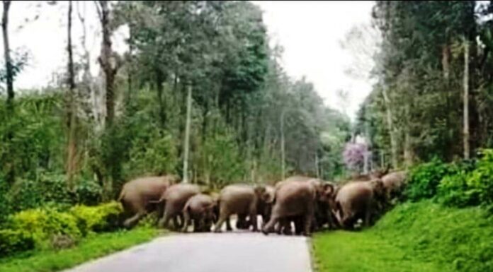 ಆನೆ ಕಾಟವನ್ನು ಆಹ್ವಾನ ನೀಡಿ ಬರಮಾಡಿಕೊಳ್ಳಲಾಗಿದೆ