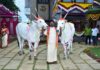 ಹಳ್ಳಿಕಾರ್ ತಳಿ ರಾಸುಗಳ ಸಂವರ್ಧನೆ ಕಾಯಕ