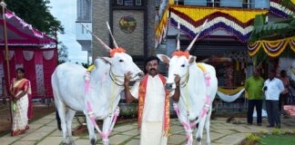 ಹಳ್ಳಿಕಾರ್ ತಳಿ ರಾಸುಗಳ ಸಂವರ್ಧನೆ ಕಾಯಕ
