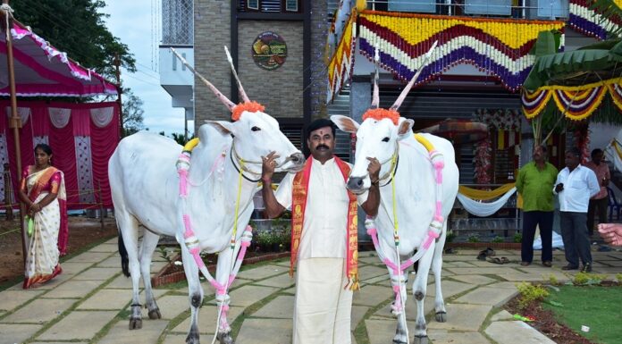 ಹಳ್ಳಿಕಾರ್ ತಳಿ ರಾಸುಗಳ ಸಂವರ್ಧನೆ ಕಾಯಕ