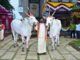 ಹಳ್ಳಿಕಾರ್ ತಳಿ ರಾಸುಗಳ ಸಂವರ್ಧನೆ ಕಾಯಕ