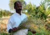 ಹೊಲಗಳೆಂದರೆ ಜೀವವೈವಿಧ್ಯತೆಯ ಬದುಕಿನ ಬೀಡು