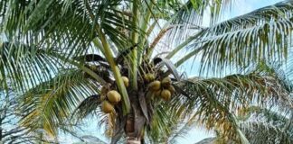 ತೆಂಗು ಫಸಲು ಗಣನೀಯವಾಗಿ ಕಡಿಮೆಯಾಗುತ್ತಿದೆಯೇ ?