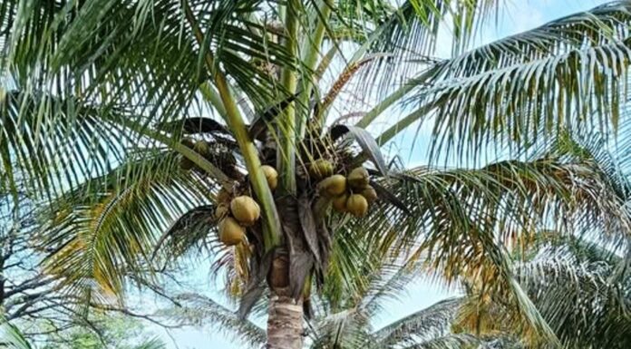 ತೆಂಗು ಫಸಲು ಗಣನೀಯವಾಗಿ ಕಡಿಮೆಯಾಗುತ್ತಿದೆಯೇ ?