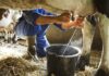 What is the milk procurement price being offered to dairy farmers in different states?