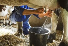 What is the milk procurement price being offered to dairy farmers in different states?