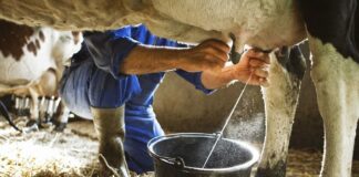 What is the milk procurement price being offered to dairy farmers in different states?