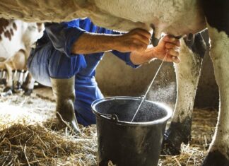 What is the milk procurement price being offered to dairy farmers in different states?