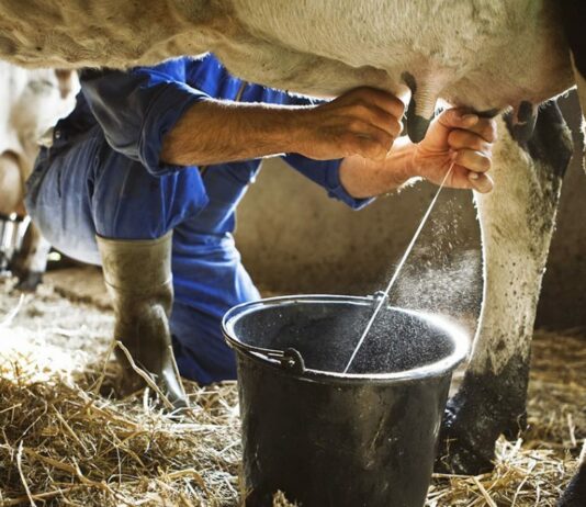 What is the milk procurement price being offered to dairy farmers in different states?