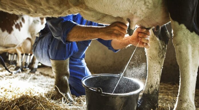 What is the milk procurement price being offered to dairy farmers in different states?
