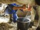 What is the milk procurement price being offered to dairy farmers in different states?