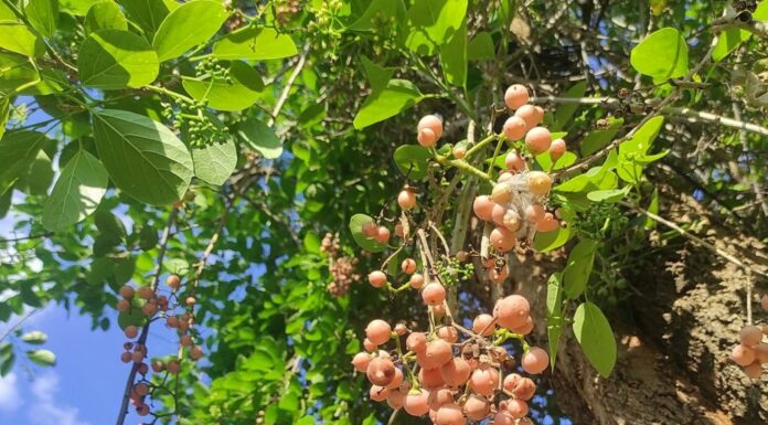 ಮೈಸೂರು ನಗರದಲ್ಲಿ ಅಪರೂಪವಾಗಿ ಕಂಡ ದೊಡ್ಡ ಚಳ್ಳೆ ಮರ !