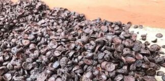 ಅಡಿಕೆ ಬೆಲೆ ಲಕ್ಷ ರೂಪಾಯಿ ಗಡಿ ದಾಟಿತೇ ?