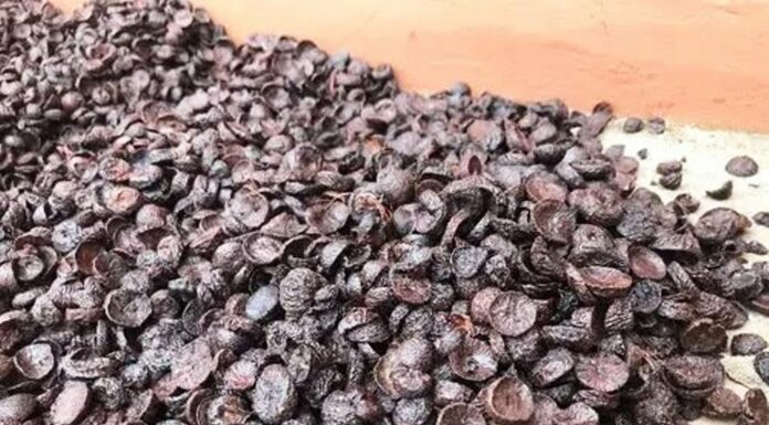 ಅಡಿಕೆ ಬೆಲೆ ಲಕ್ಷ ರೂಪಾಯಿ ಗಡಿ ದಾಟಿತೇ ?