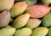 ತೋತಾಪುರಿ ಬೆಳೆಗಾರರ ಬವಣೆ ಪರಿಹಾರ ಹೇಗೆ ?