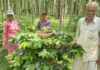 Integrated horticulture helps farmers to feel happy