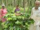 Integrated horticulture helps farmers to feel happy