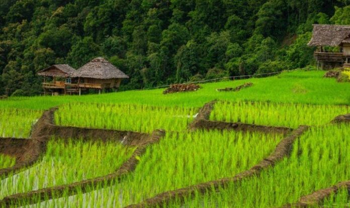 nagaland farming