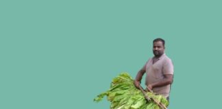 ಇಳುವರಿ ಕುಸಿತ ಕಳವಳ, ಉತ್ತಮ ದರ ದೊರೆಯುವುದೇ ಎಂಬ ತಳಮಳ