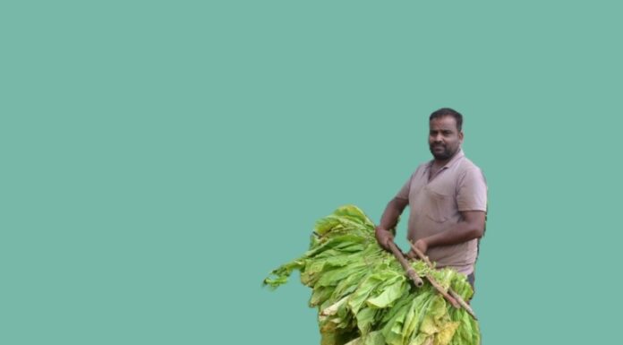 ಇಳುವರಿ ಕುಸಿತ ಕಳವಳ, ಉತ್ತಮ ದರ ದೊರೆಯುವುದೇ ಎಂಬ ತಳಮಳ