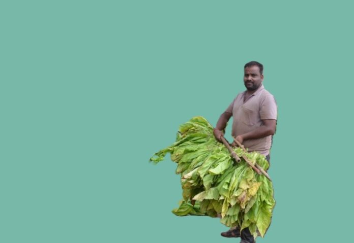 Tobaco crop