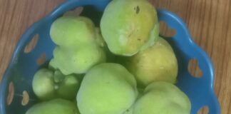 ವಾಟೇಕಾಯಿ ಸೂಜು ಮೆಣಸು ಜೋಡಿಯ ಮೌಲ್ಯವರ್ಧನೆ ರುಚಿ