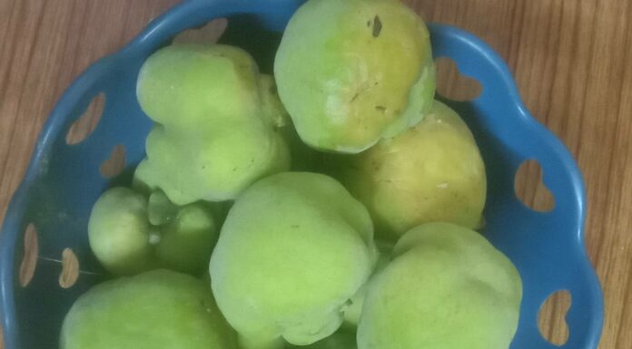 ವಾಟೇಕಾಯಿ ಸೂಜು ಮೆಣಸು ಜೋಡಿಯ ಮೌಲ್ಯವರ್ಧನೆ ರುಚಿ