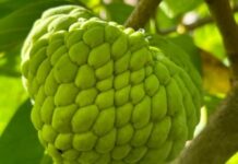 ಏಕ ಮಾರುಕಟ್ಟೆ ಮೇಲೆ ಅವಲಂಬನೆ ತರುವ ಸಂಕಷ್ಟ