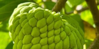 ಏಕ ಮಾರುಕಟ್ಟೆ ಮೇಲೆ ಅವಲಂಬನೆ ತರುವ ಸಂಕಷ್ಟ